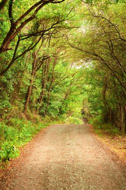 Romanya 'nın Cluj kentindeki açık yeşil bir orman boyunca uzanan patikanın dikey çekimi