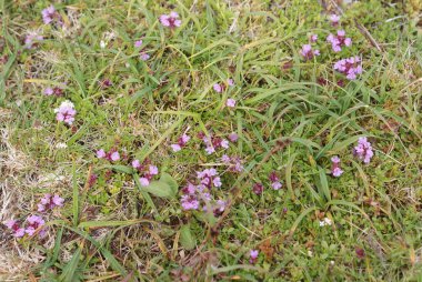 Yerde kayalarla çevrili kekik çiçekleri yetişir..