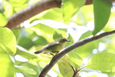 Yeşil bir ağacın dalında duran küçük yeşil bir kuşun yakın plan çekimi.