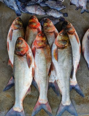 Pazarda dikey bir balık vuruşu