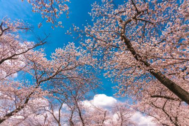 Parktaki kiraz ağaçlarının yakın çekimi.