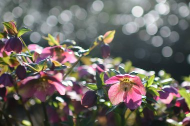 Helleborus çiçeklerinden seçici bir çiçek.