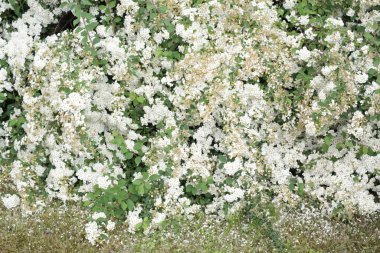 Güneşin altında sahte bir turuncu çalı