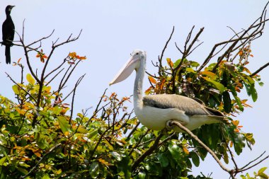 Doğa çok güzel ve şaşırtıcı.