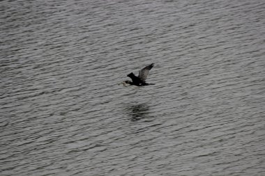Kurumuş ot ve bitkileri taşıyan dalgalı bir su yüzeyinde uçan bir karabatağın yakın çekimi.