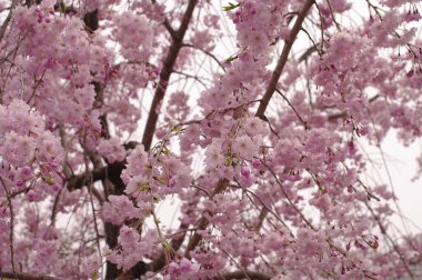 Bahar mevsiminde parkta güzel bir kiraz çiçeği açar, doğal çiçek arkaplanı..
