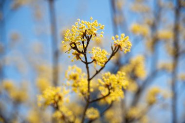 Bulanık arkaplanda sarı çiçekler açan bir ağacın makro görüntüsü
