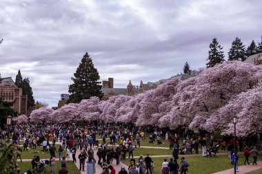 Bulutlu bir gökyüzünün altında bir sıra güzel kiraz ağacı ve Washington Üniversitesi kampüsünde yürüyen insanlar.