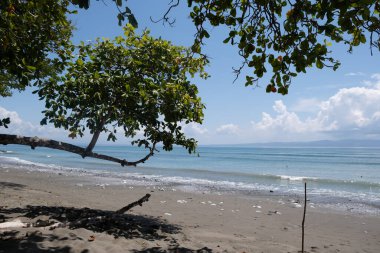 Güneşli bir günde, sakin bir sahil kenarında yeşil yaprakları olan güzel bir ağaç.