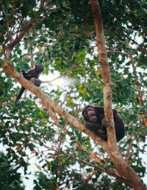 Ağaçtaki uluyan maymunların dikey görüntüsü.