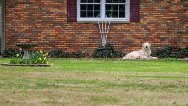 Bir binanın yazı tipinde yatan sevimli bir köpek.