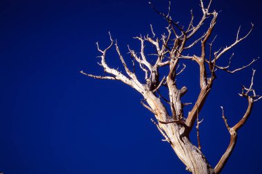 Koyu mavi gökyüzüne karşı eski yapraksız bir ağacın alçak açılı görüntüsü.