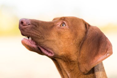 Macar Vizsla 'sının seçici odak noktası