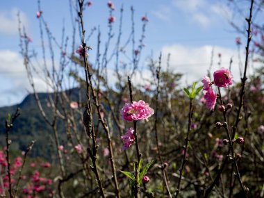 Parktaki odunsu bitkilerden açan pembe çiçeklerin yumuşak odağı.