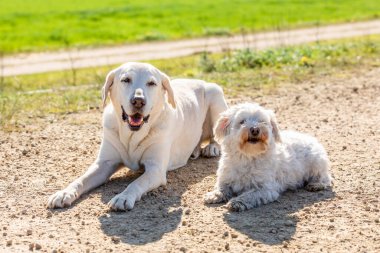Coton de Tulear ve Labrador 'un güneşte uzanmış yakın çekimi.