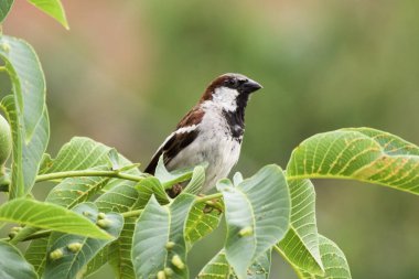 Yeşil yaprakların üzerinde duran güzel, küçük bir kuş. Arka planı bulanık.