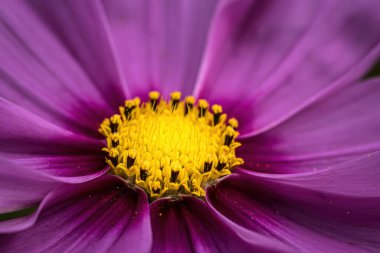 A selective focus shot of a pink cosmos flower