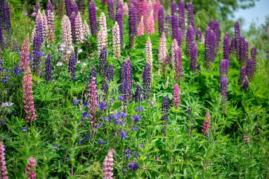 Arka planda bulanık bir çayırda bir demet pembe ve mor çiçeğin yakın plan çekimi.