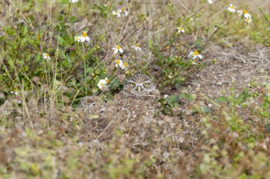 Vahşi bir tarlada saklanan küçük bir baykuş.