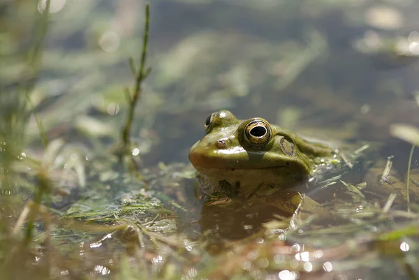 Eine Nahaufnahme Eines Grünen Frosches Einem Schmutzigen See Auf Verschwommenem — Stockfoto