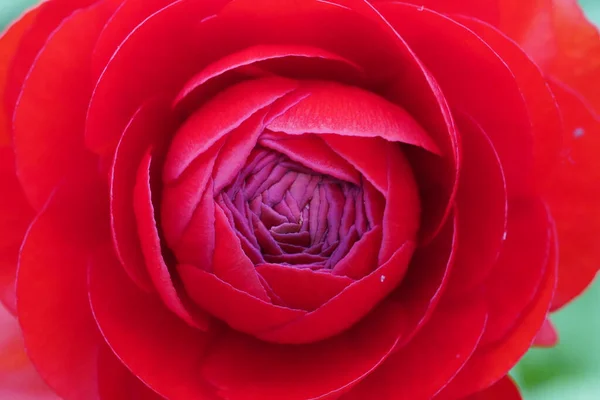 Close Uma Camélia Japonesa Vermelha Com Casulo Meio Aberto — Fotografia de Stock