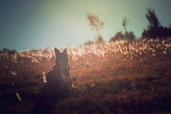 A cute black dog on a sun-drenched grassy meadow