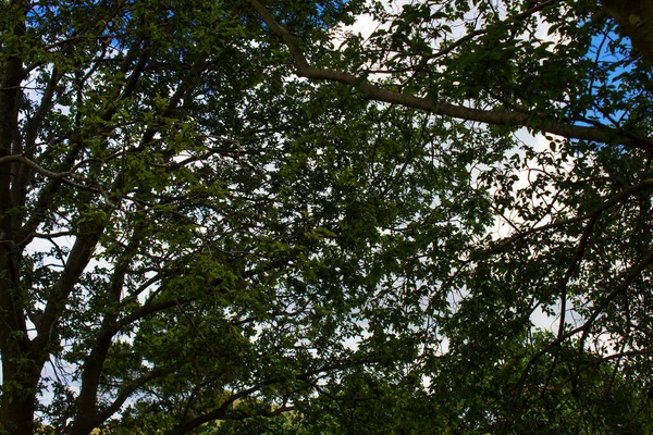 Lovitură Strânsă Ramuri Copaci Timpul Zilei — Fotografie, imagine de stoc