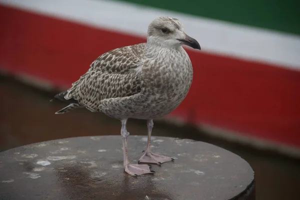 Detailní Záběr Racka Evropského Stole Venku — Stock fotografie