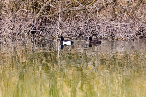 Par Patos Buceo Negro Flotando Lago Tranquilo Con Reflejos Árboles —  Fotos de Stock