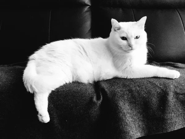 Gros Plan Chat Blanc Couché Sur Canapé — Photo