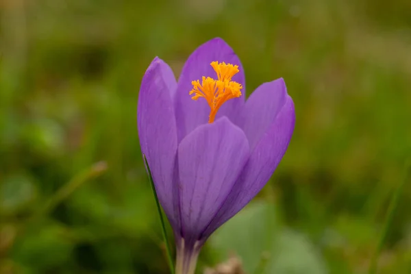 一张紫色番红花的特写照片 — 图库照片