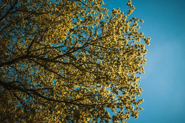 Uma Árvore Amarela Alta Contra Céu Azul Claro — Fotografia de Stock