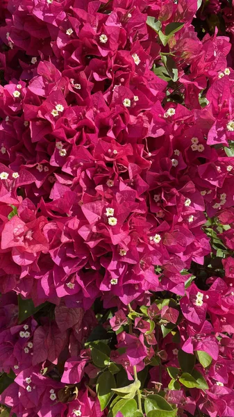 Вертикальный Крупный План Цветущих Темно Розовых Бугенвиллийских Цветов — стоковое фото