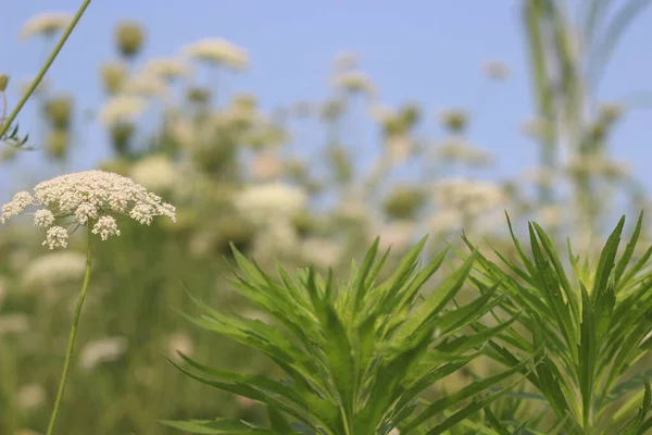 Gros Plan Des Fleurs Graines Thymol Poussant Dans Champ — Photo