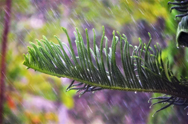 Фото Дощу Падає Сосновий Лист Розмитим Зеленим Лісовим Тлом — стокове фото