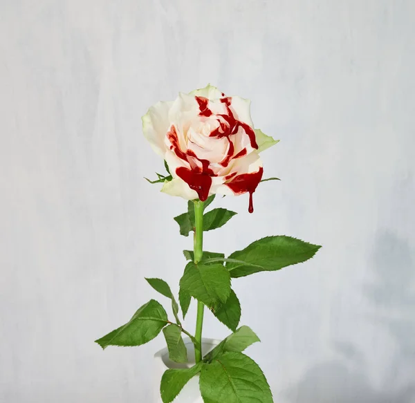 Eine Nahaufnahme Einer Gefleckten Weißen Roten Rose Mit Grünem Stiel — Stockfoto