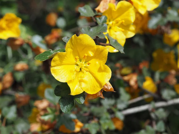 Uma Flor Amarela Closeup Olympus Digital Camera — Fotografia de Stock