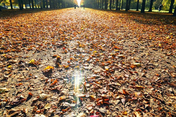 Gravel Path Brown Wilted Leaves Linden Trees Backlit Sun Rays — Stock Photo, Image