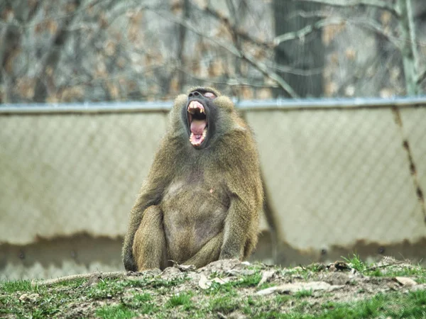 在堪萨斯城动物园 一只几内亚狒狒坐在草地上打呵欠 — 图库照片