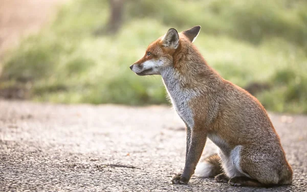 A beautiful shot of a Japanese Red fox