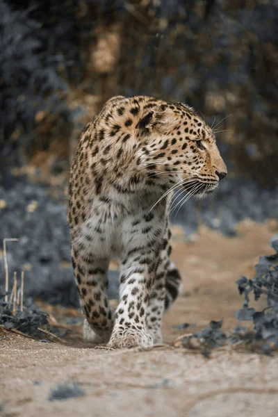 Вертикальний Знімок Амурського Леопарда Пустелі Нашої Природи — стокове фото