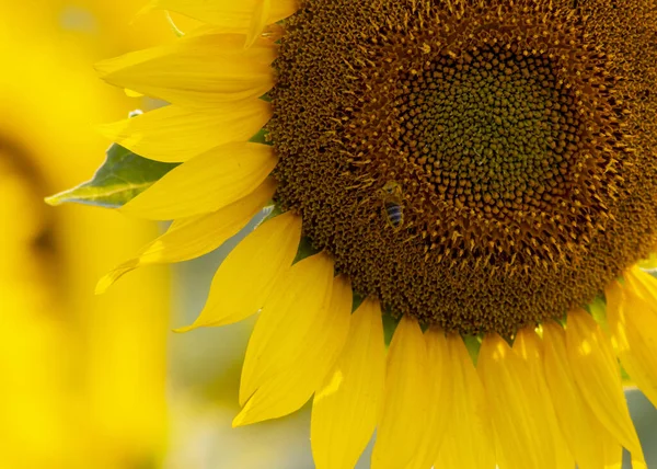 Eine Nahaufnahme Einer Sonnenblume Mit Gelben Blütenblättern Und Grünen Blättern — Stockfoto