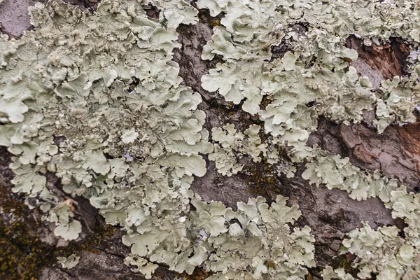 Gros Plan Lichen Vert Pâle Baigné Soleil Sur Arbre — Photo