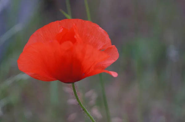 Closeup Shot Red Poppy Blossoming Garden — Stock Photo, Image