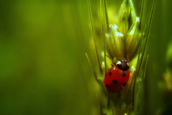 Enfoque Selectivo Una Mariquita Roja Planta —  Fotos de Stock