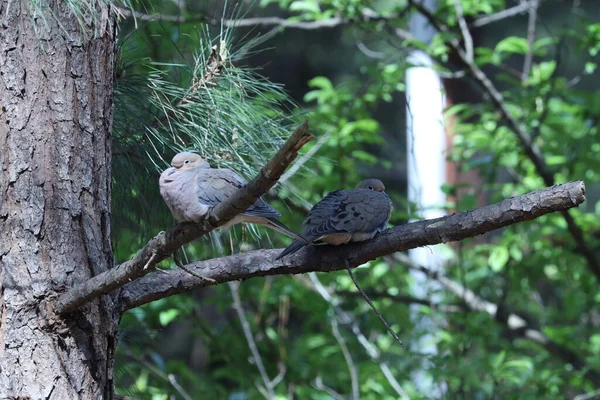 Dva Roztomilé Malé Ptáčky Sedí Stromě — Stock fotografie