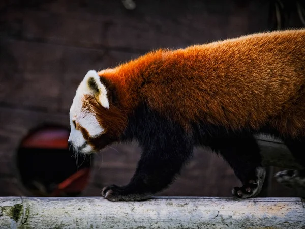 Gros Plan Panda Rouge Marchant Sur Fond Flou — Photo