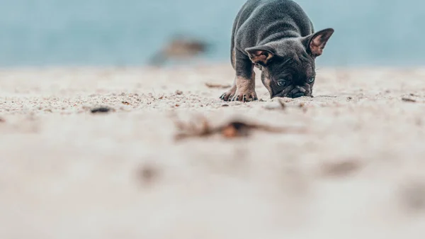 Egy Aranyos Francia Bulldog Homokban Homályos Háttérrel — Stock Fotó