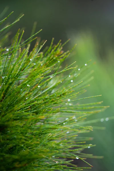 A vertical closeup of a green plant after a rain