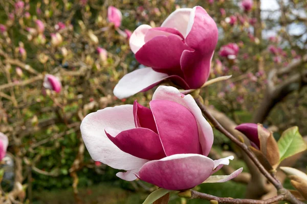 Zbliżenie Strzał Magnolia Liliiflora Uprawiana Ogrodzie Wiosnę — Zdjęcie stockowe